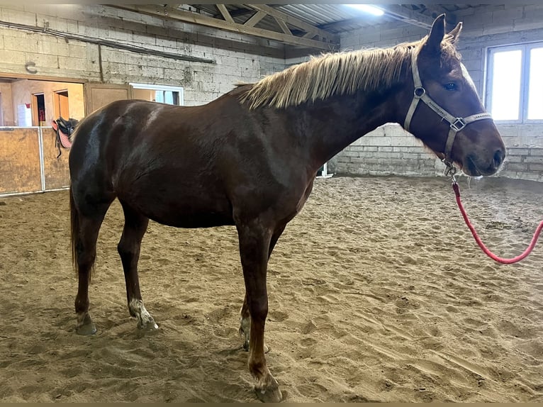 Mezzosangue Polacco Giumenta 4 Anni 164 cm Sauro scuro in Chełmża