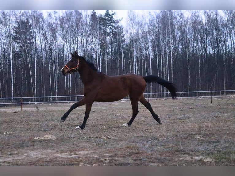 Mezzosangue Polacco Giumenta 4 Anni 165 cm Baio in Mińsk Mazowiecki