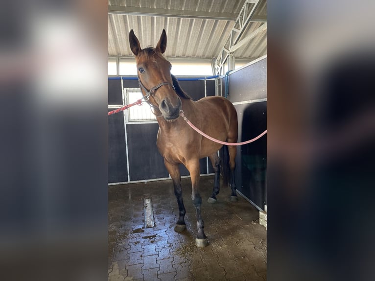 Mezzosangue Polacco Giumenta 4 Anni 165 cm Baio in Drezdenko