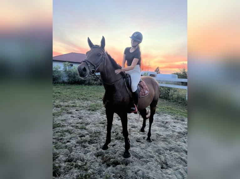 Mezzosangue Polacco Giumenta 4 Anni 165 cm Baio in Drezdenko