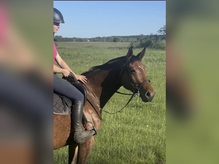 Mezzosangue Polacco Giumenta 4 Anni 165 cm Baio in Drezdenko