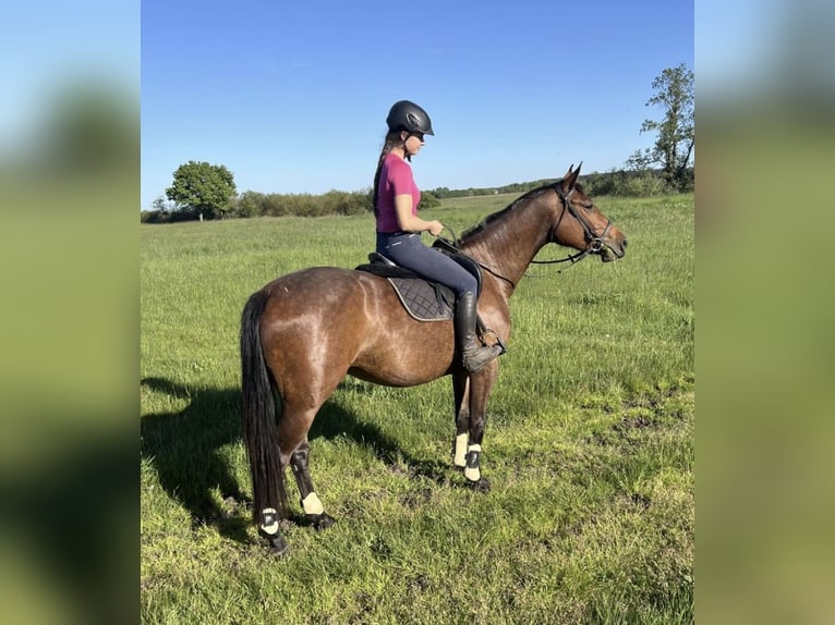 Mezzosangue Polacco Giumenta 4 Anni 165 cm Baio in Drezdenko