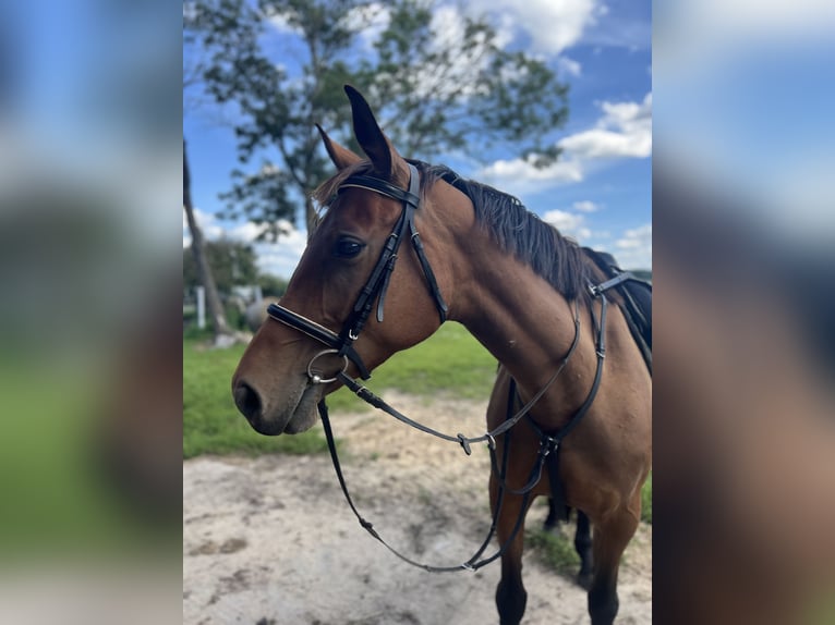 Mezzosangue Polacco Giumenta 4 Anni 165 cm Baio in Drezdenko