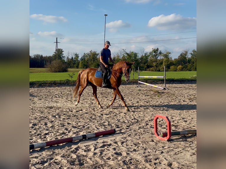 Mezzosangue Polacco Giumenta 4 Anni 165 cm Sauro in Poznań