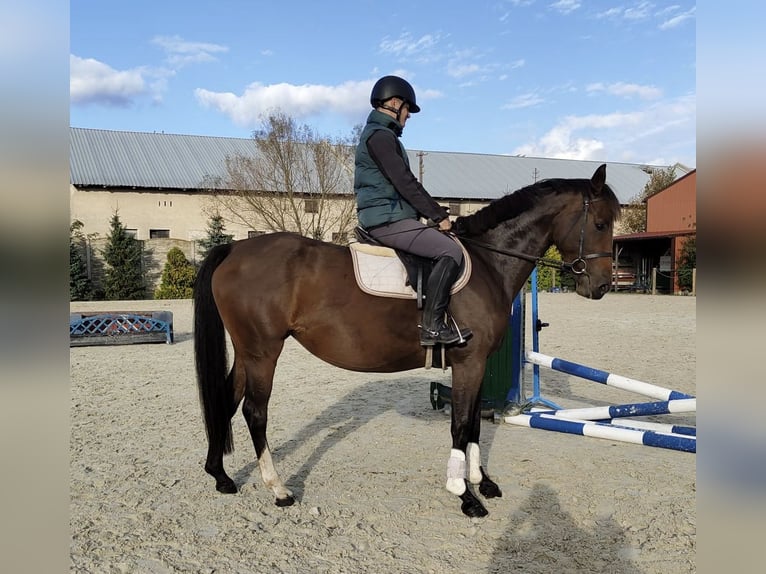 Mezzosangue Polacco Giumenta 4 Anni 166 cm Baio in Paruszka