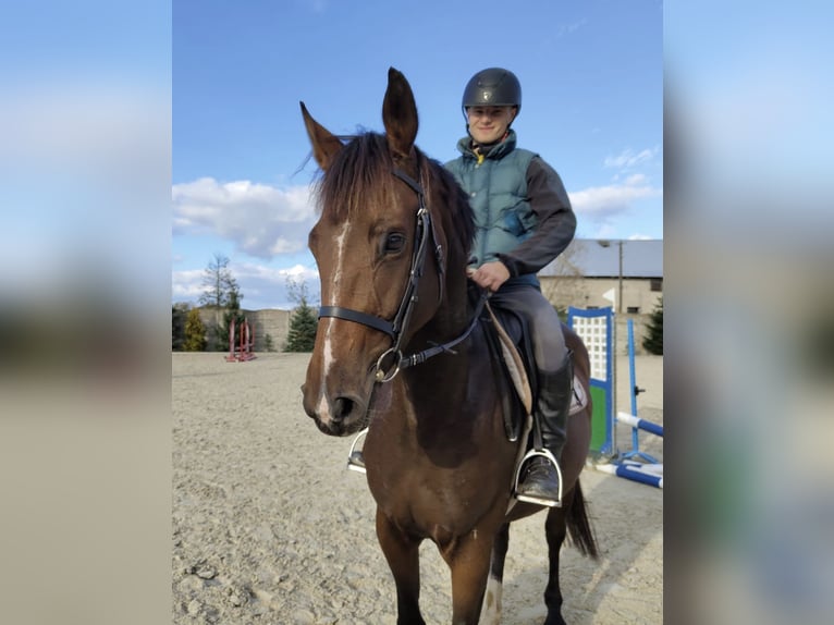 Mezzosangue Polacco Giumenta 4 Anni 166 cm Baio in Paruszka