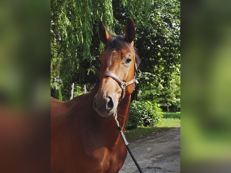 Mezzosangue Polacco Giumenta 4 Anni 167 cm Baio in zabierzów