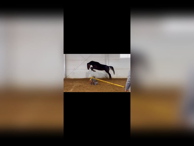 Mezzosangue Polacco Giumenta 4 Anni 168 cm Baio scuro in Oparzno