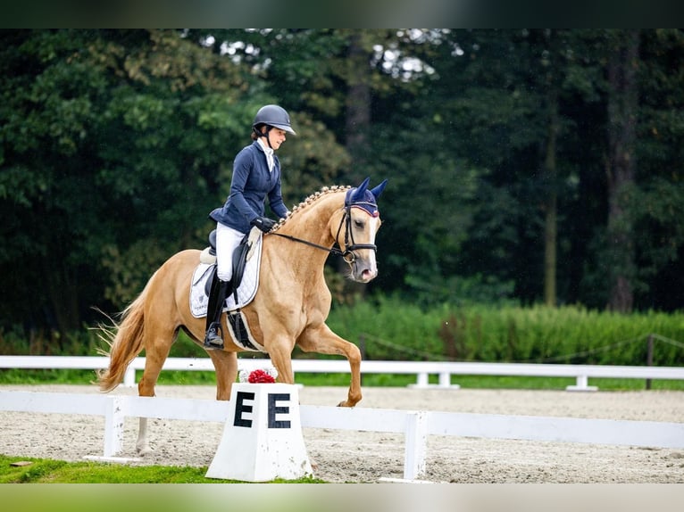 Mezzosangue Polacco Giumenta 4 Anni 168 cm Palomino in Kamieniec Wroc