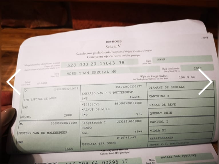 Mezzosangue Polacco Giumenta 4 Anni 170 cm Baio scuro in Oparzno Mezzosangue Polacco Giumenta 4 Anni 170 cm Baio scuro in Oparzno