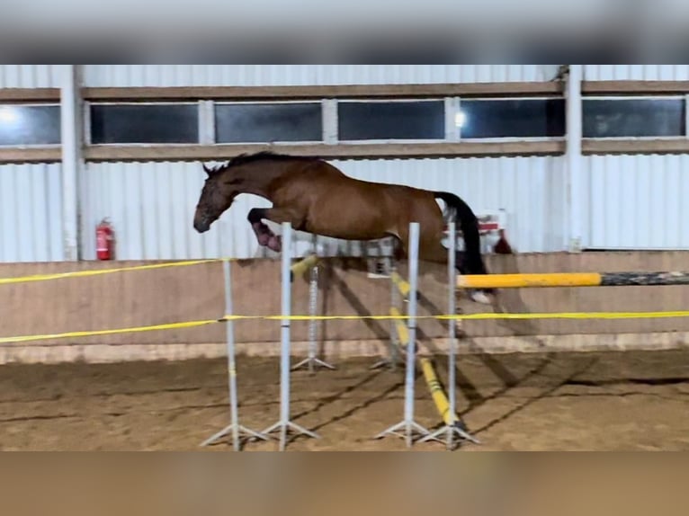 Mezzosangue Polacco Giumenta 4 Anni 170 cm in Kalinowo