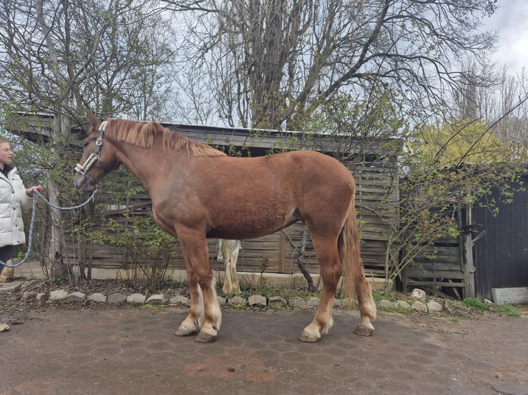 Mezzosangue Polacco Giumenta 4 Anni 170 cm Sauro in Hannover
