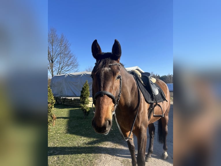 Mezzosangue Polacco Giumenta 4 Anni Baio chiaro in Brzeziny