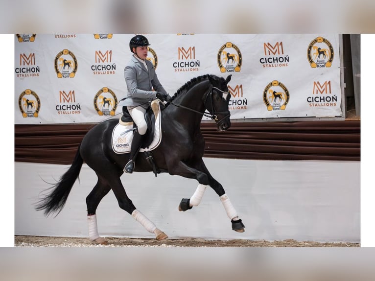 Mezzosangue Polacco Giumenta 5 Anni 152 cm Baio nero in Legnica