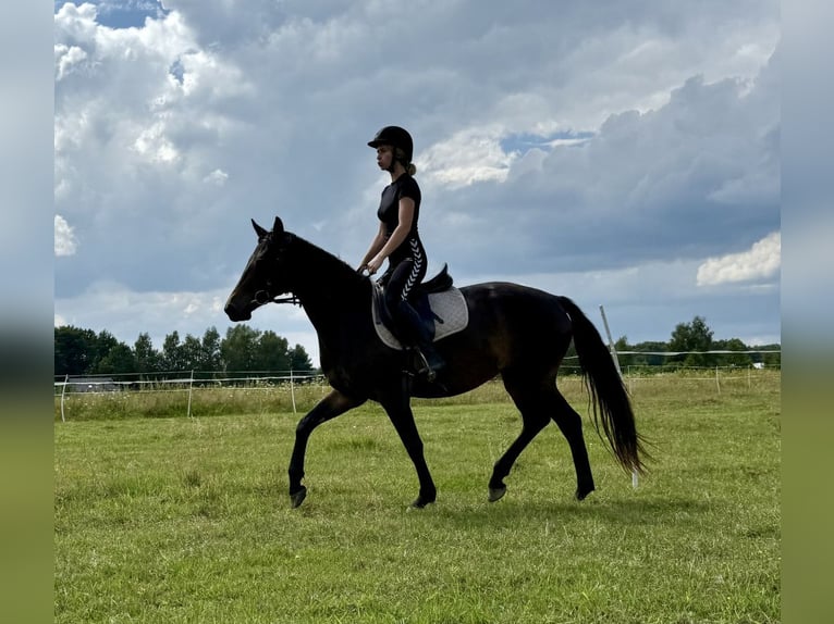 Mezzosangue Polacco Giumenta 5 Anni 153 cm Baio scuro in Legnica