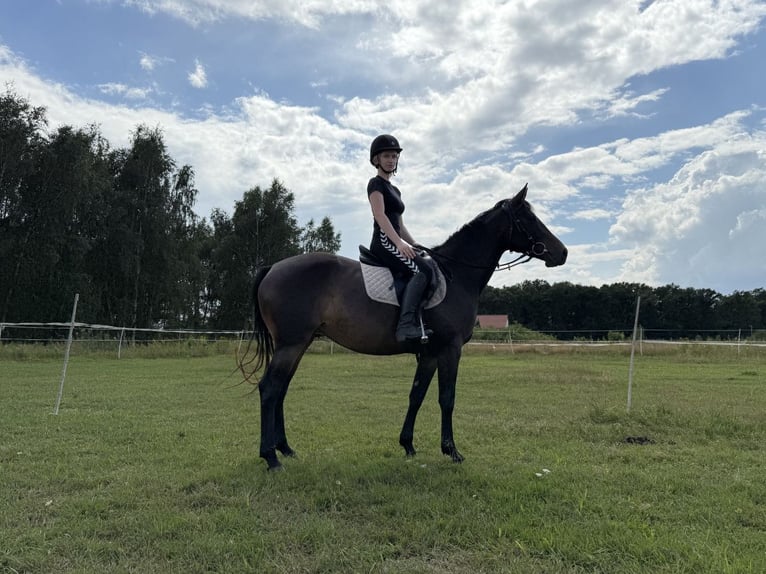 Mezzosangue Polacco Giumenta 5 Anni 153 cm Baio scuro in Legnica