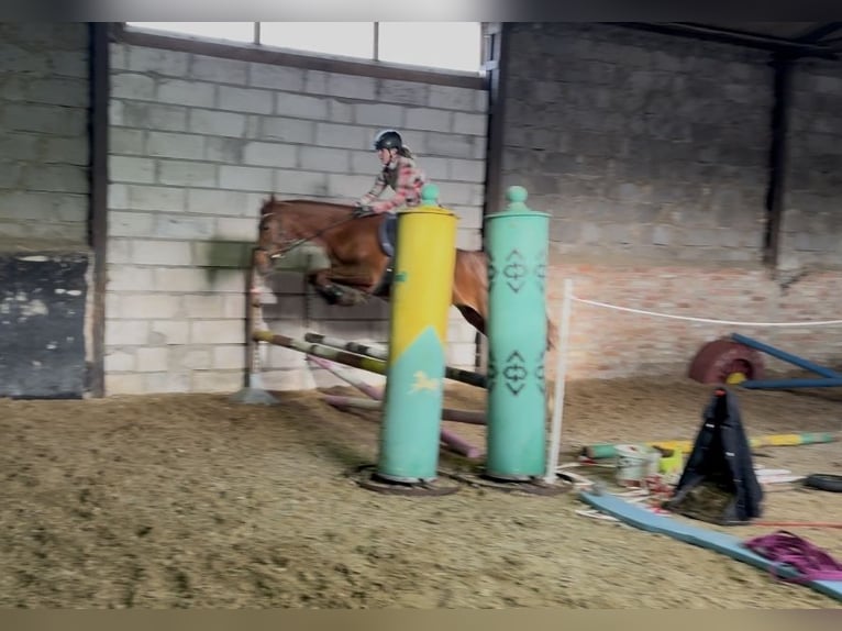 Mezzosangue Polacco Giumenta 5 Anni 162 cm Sauro in Poznań