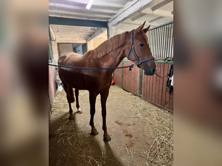 Mezzosangue Polacco Giumenta 5 Anni 162 cm Sauro in Poznań