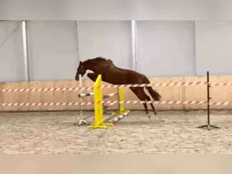 Mezzosangue Polacco Giumenta 5 Anni 162 cm Sauro in Poznań