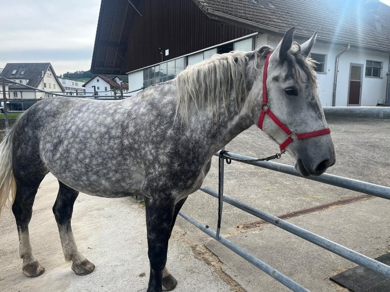 Mezzosangue Polacco Giumenta 5 Anni 164 cm Grigio pezzato in Willisau