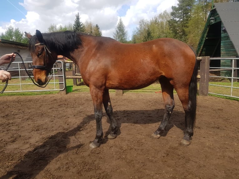Mezzosangue Polacco Giumenta 5 Anni 165 cm Baio in Poznań
