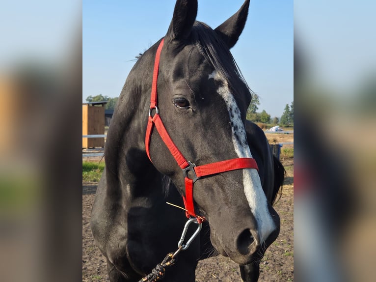 Mezzosangue Polacco Giumenta 5 Anni 166 cm Morello in Slesin