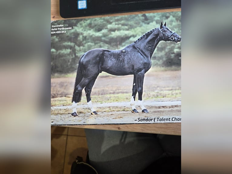 Mezzosangue Polacco Giumenta 5 Anni 166 cm Morello in Slesin