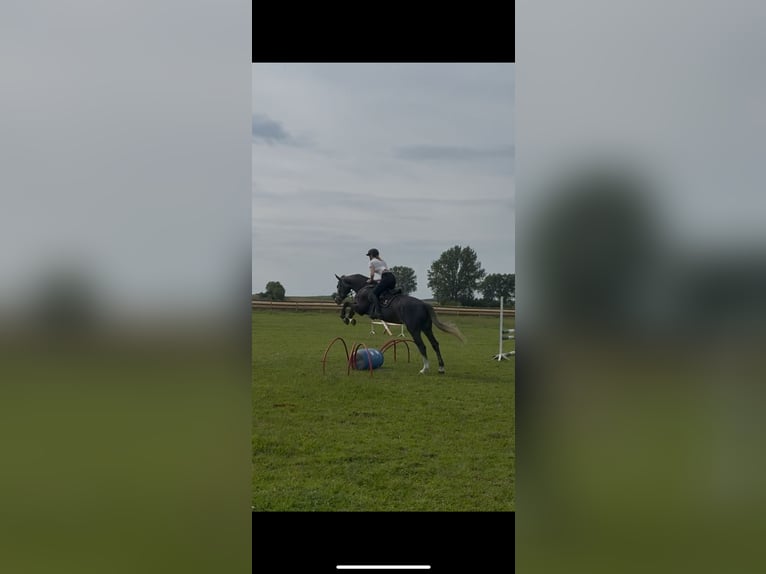Mezzosangue Polacco Giumenta 5 Anni 168 cm Grigio in W&#x142;odarka