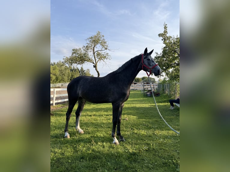 Mezzosangue Polacco Giumenta 5 Anni 168 cm Grigio in W&#x142;odarka