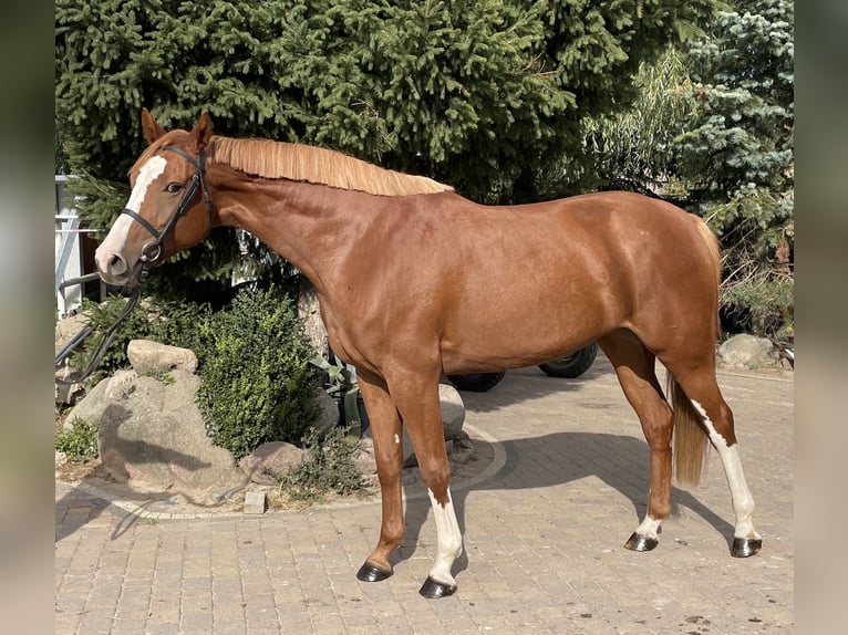 Mezzosangue Polacco Giumenta 5 Anni 169 cm Sauro in Paruszka