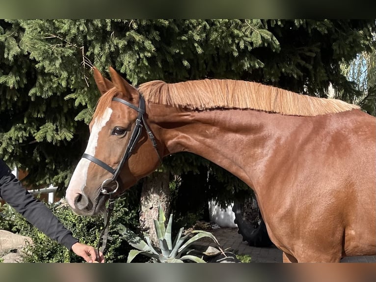 Mezzosangue Polacco Giumenta 5 Anni 169 cm Sauro in Paruszka