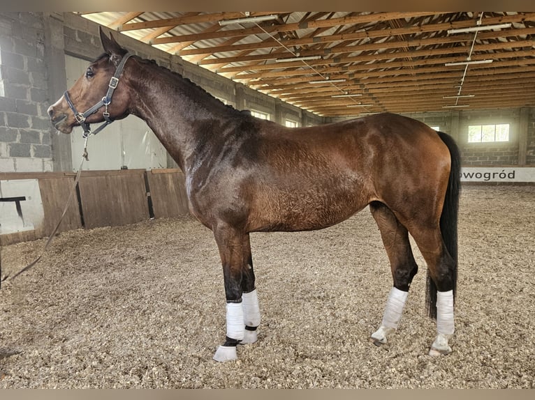 Mezzosangue Polacco Giumenta 5 Anni 172 cm Baio ciliegia in Sokoligóra