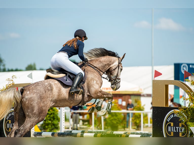 Mezzosangue Polacco Giumenta 5 Anni 174 cm Grigio pezzato in warka