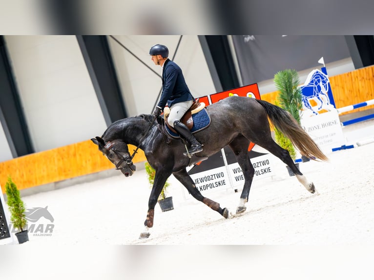 Mezzosangue Polacco Giumenta 5 Anni 174 cm Leardo in Poznań