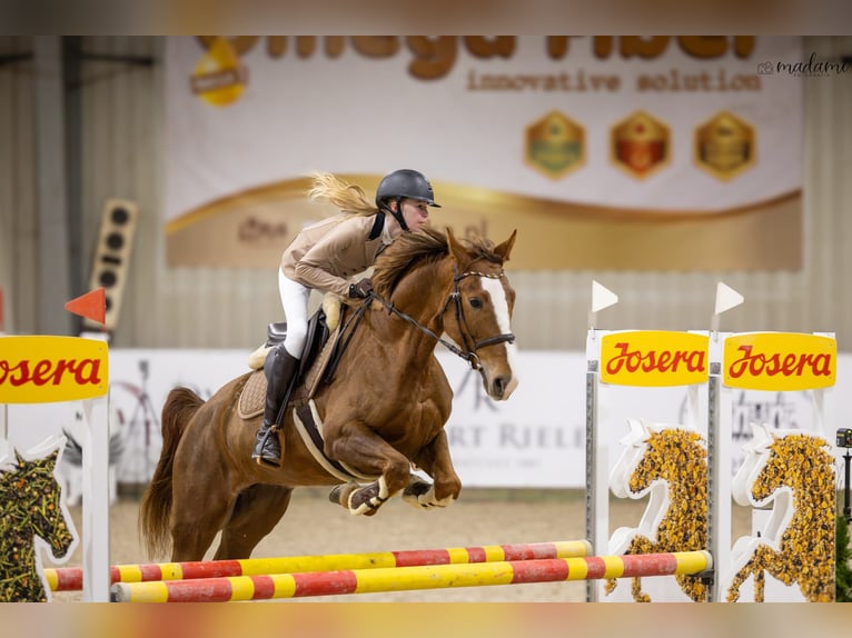 Mezzosangue Polacco Giumenta 6 Anni 159 cm Sauro in Jakubowice