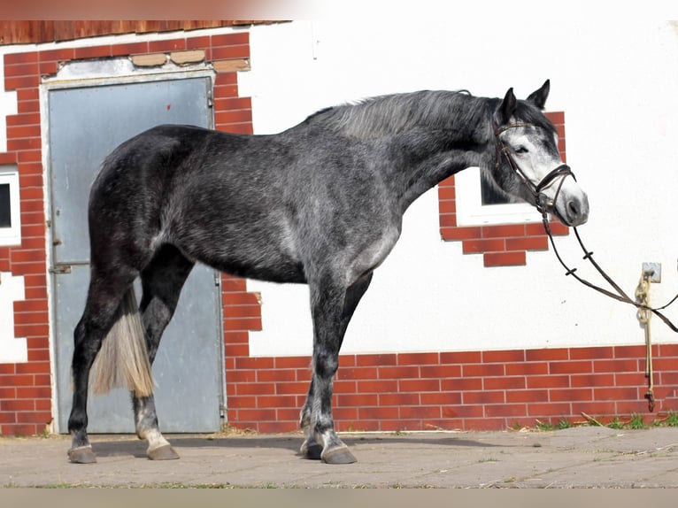 Mezzosangue Polacco Giumenta 6 Anni 162 cm Grigio in Imielin