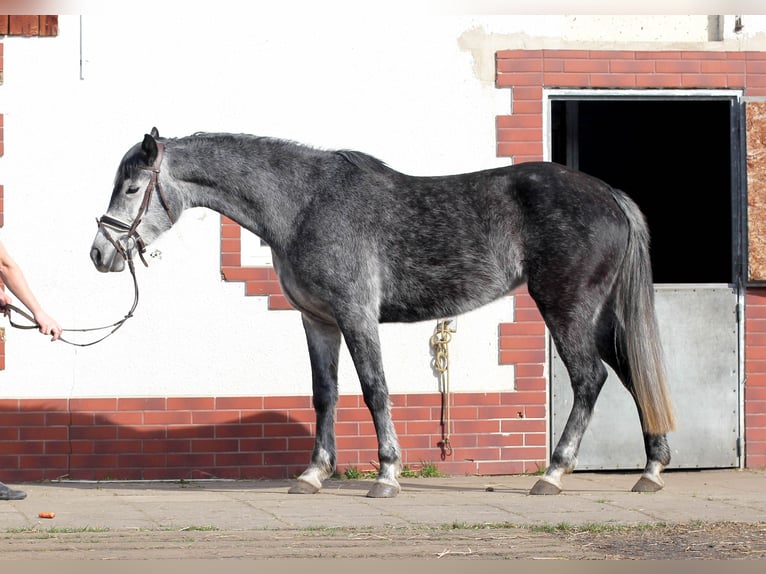 Mezzosangue Polacco Giumenta 6 Anni 162 cm Grigio in Imielin