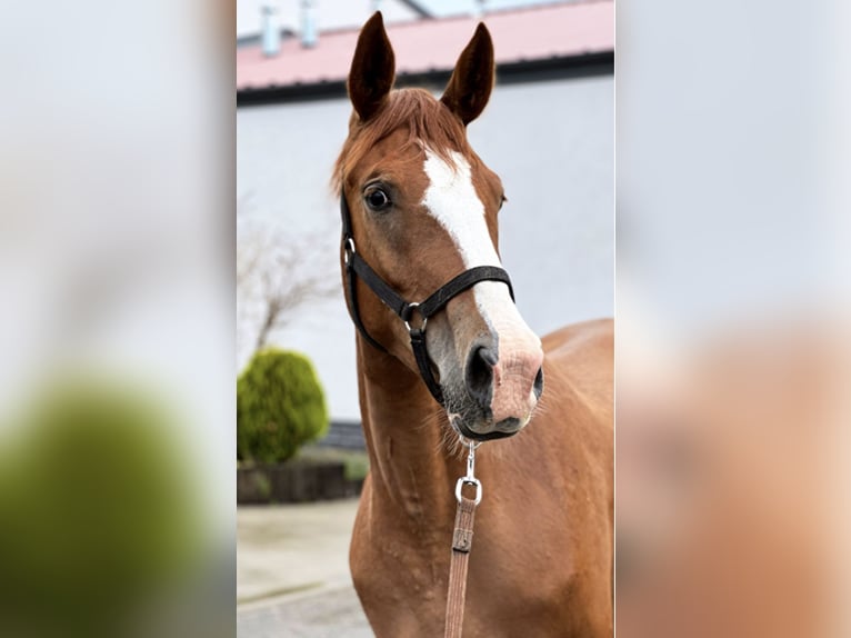 Mezzosangue Polacco Giumenta 6 Anni 163 cm Sauro in Bezrzecze