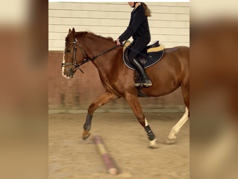 Mezzosangue Polacco Giumenta 6 Anni 163 cm Sauro in Bezrzecze