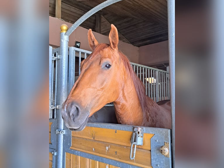 Mezzosangue Polacco Mix Giumenta 6 Anni 168 cm Baio chiaro in Zgierz