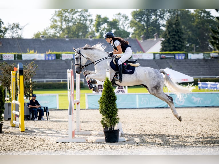 Mezzosangue Polacco Giumenta 6 Anni 168 cm Grigio in Por&#x105;bka