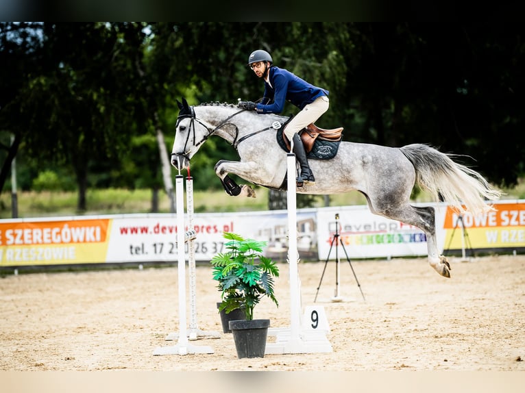 Mezzosangue Polacco Giumenta 6 Anni 170 cm Grigio in Ochaby Wielkei