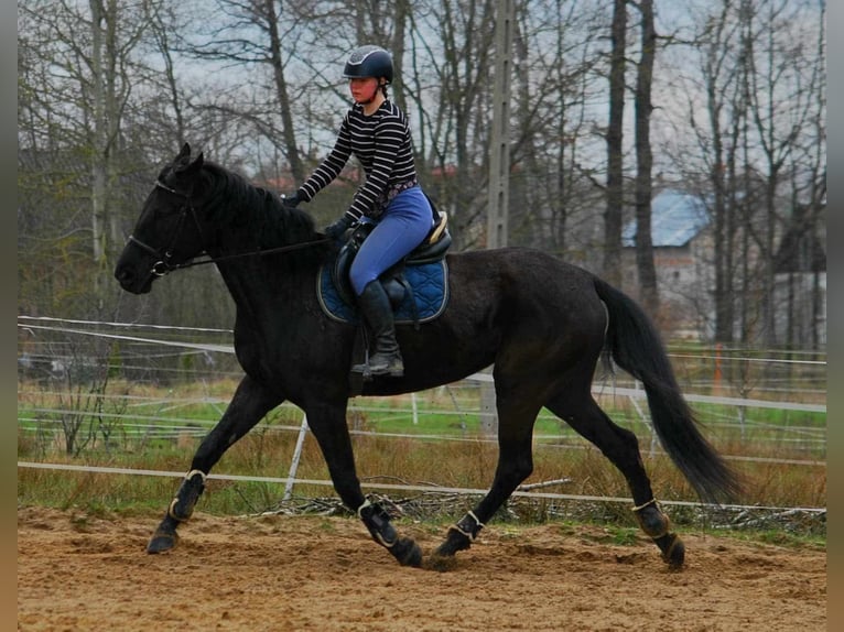 Mezzosangue Polacco Giumenta 6 Anni 170 cm Morello in Zbuczyn