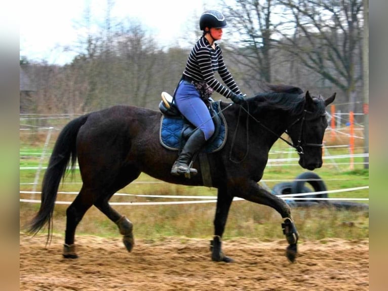Mezzosangue Polacco Giumenta 6 Anni 170 cm Morello in Zbuczyn