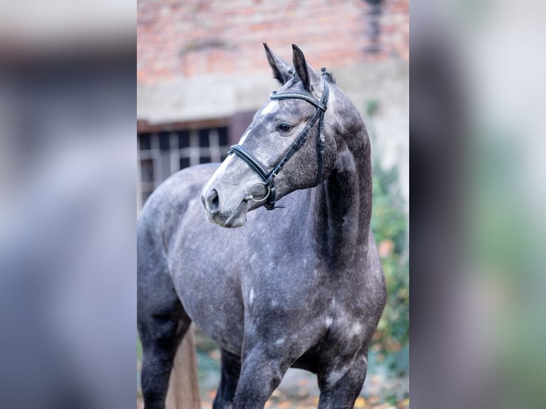 Mezzosangue Polacco Giumenta 6 Anni 174 cm Grigio pezzato in warka