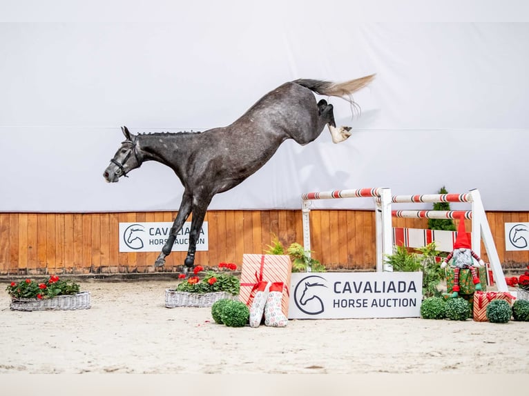 Mezzosangue Polacco Giumenta 6 Anni 174 cm Grigio pezzato in warka