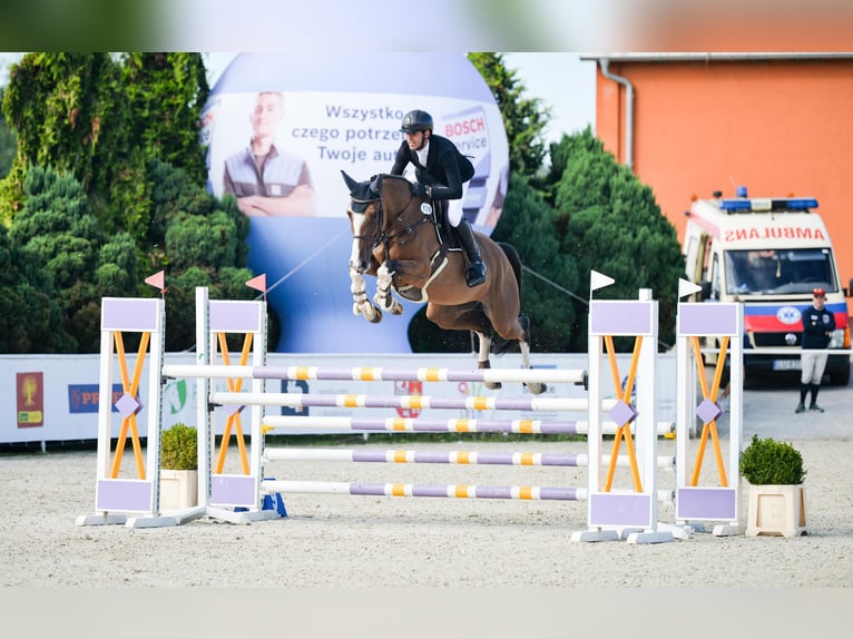 Mezzosangue Polacco Giumenta 6 Anni 175 cm Baio ciliegia in G&#x142;owno
