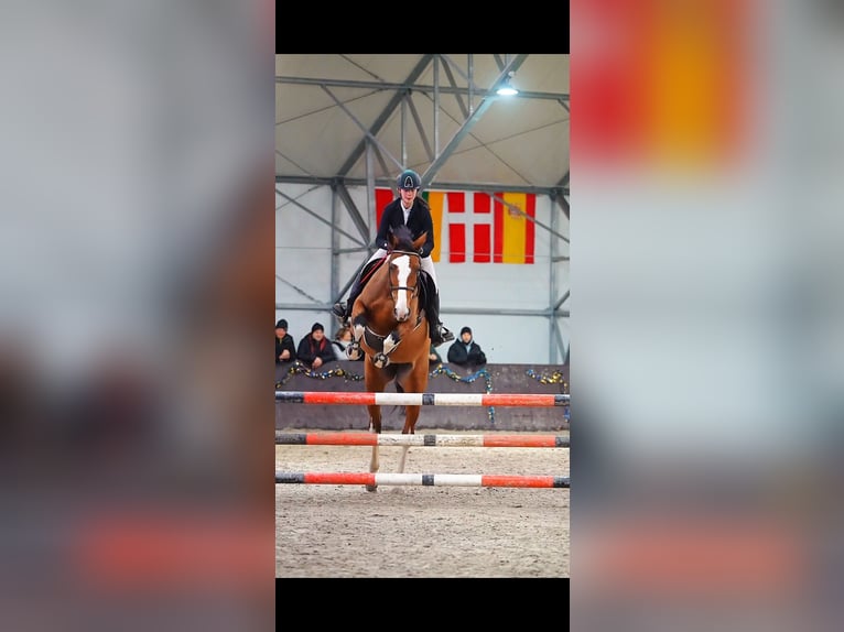 Mezzosangue Polacco Giumenta 6 Anni 175 cm Baio ciliegia in G&#x142;owno