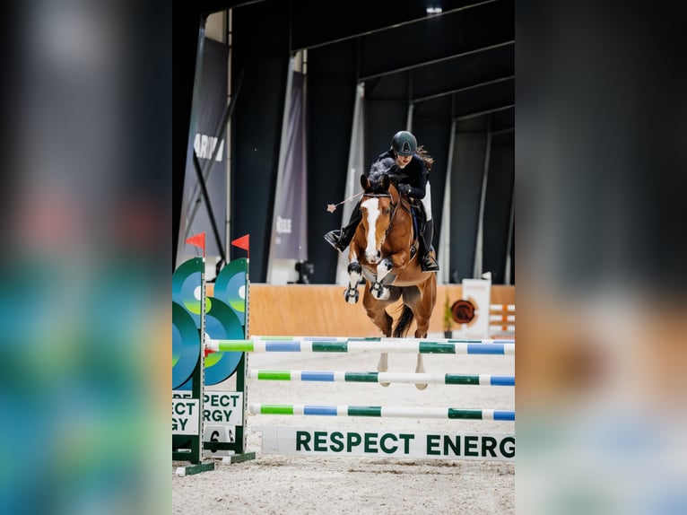 Mezzosangue Polacco Giumenta 6 Anni 175 cm Baio ciliegia in G&#x142;owno
