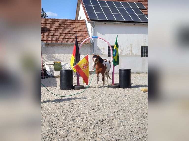 Mezzosangue Polacco Mix Giumenta 7 Anni 149 cm Tobiano-tutti i colori in Nittenau